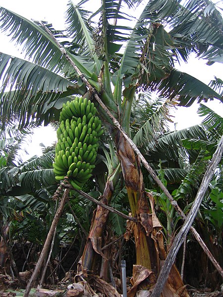 File:Arbol bananero.jpg