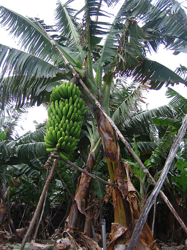 File:Árbol Nacional de Caoba.jpg - Wikimedia Commons