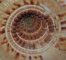 Detalhe do umbílico de uma concha de A. maxima (Philippi, 1849);[1] alcançando mais de 8 centímetros de diâmetro, este é o maior membro da família Architectonicidae.[2] Espécime da coleção do Bailey-Matthews Shell Museum, na Flórida, EUA.