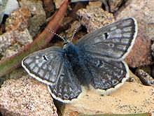 Bleu arctique, Bonavista.jpg