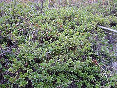 Arctostaphylos uva-ursi (5192872674).jpg