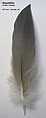 Lotka drugorzędowa czapli siwej (Ardea cinerea)