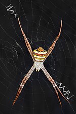 Miniatuur voor Bestand:Argiope spider female adult on her web dorsal view black background Don Det Laos.jpg