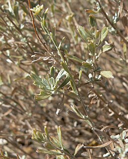 <i>Artemisia bigelovii</i> Species of flowering plant