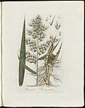 Arundo Phragmites (modern=Phragmites australis) (Plate 0231)