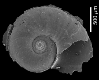<i>Atlanta brunnea</i> Species of gastropod