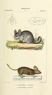 Thumbnail for File:Atlas de Zoologie, ou collection de figures d'Animaux nouveaux, ou peu connus avec une explication (1844) (20335699632).jpg