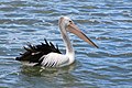 * Nomination Australian pelican (Pelecanus conspicillatus), St Helens, Tasmania, Australia --Poco a poco 21:57, 23 November 2011 (UTC) * Promotion Good quality., QI for me --J. Lunau 09:37, 25 November 2011 (UTC)