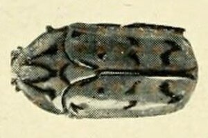 Australian insects (Plate XVII) (7268241248) Eupoecila inscripta.jpg