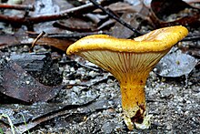 Austropaxillus infundibuliformis 226027.jpg