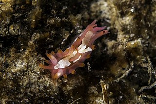 <i>Okenia liklik</i> species of mollusc