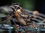 Baby Grosbeak.jpg