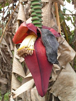 Flores masculinas y brácteas (coloradas) de Musa.