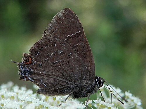 Gossamer-winged Butterfly (Lycaenidae)