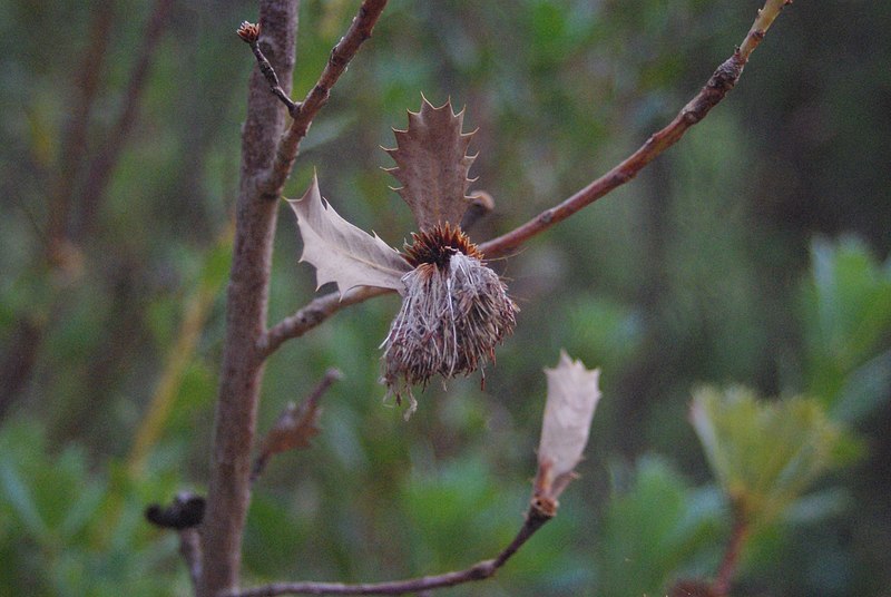 File:Banksia Sessilis dead.jpg