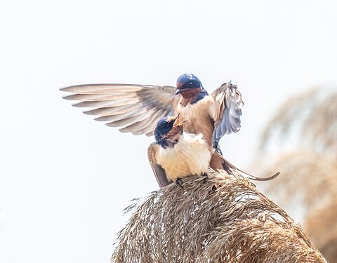 Barn swallows mating in the Montezuma NWR