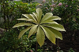 Barringtonia neocaledonica