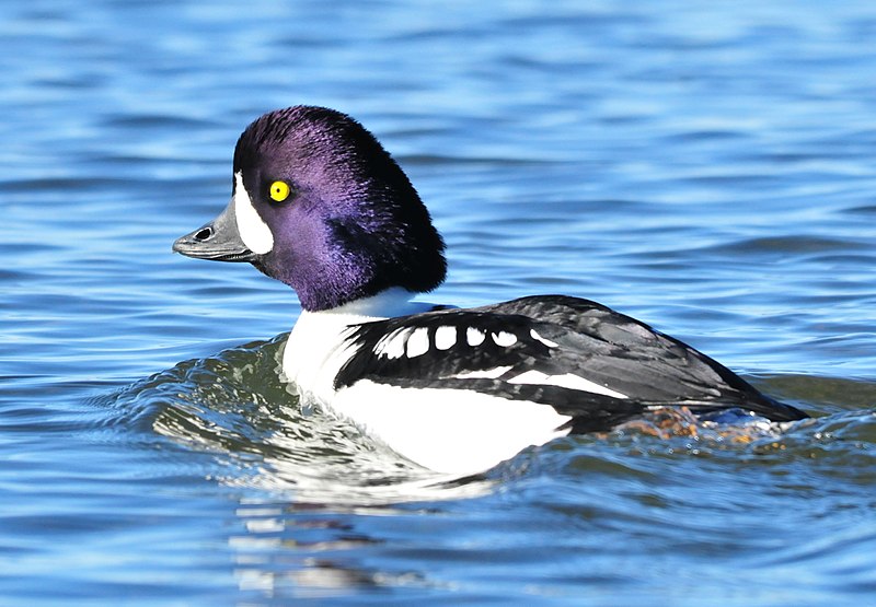 File:Barrow's Goldeneye Drake Seedskadee NWR (16656643482).jpg