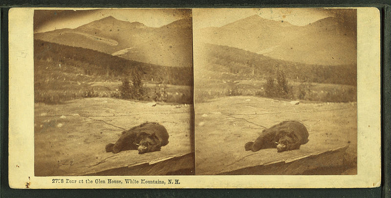 File:Bear at the Glen House, White Mountains, N.H, by Bierstadt Brothers.jpg