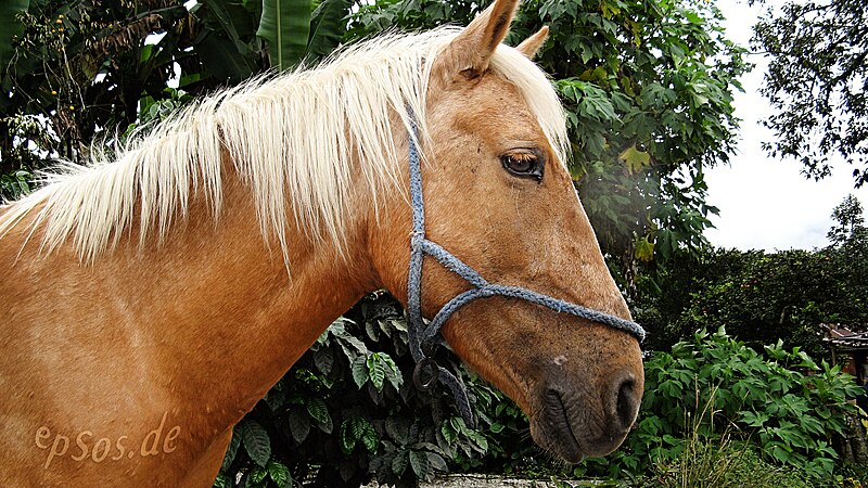 File:Beautiful Blonde Horse Stud.jpg