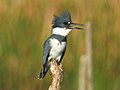 Thumbnail for Belted kingfisher