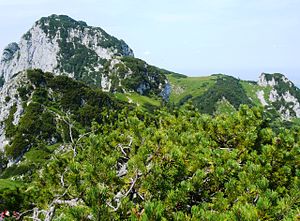 In the background the Benediktenwand (1800 m).  In the middle distance (left and in the middle) the path of the climb over two of the three axillae can be seen.