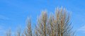 * Nomination Frosted black poplars (Populus nigra) against the freezing air. Location, Natuurterrein The Famberhorst. --Famberhorst 16:12, 13 February 2016 (UTC) * Promotion Ok for QI --Martin Kraft 19:48, 13 February 2016 (UTC)