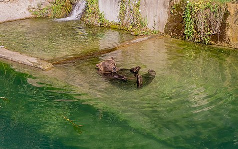 Wappentier in der Aare