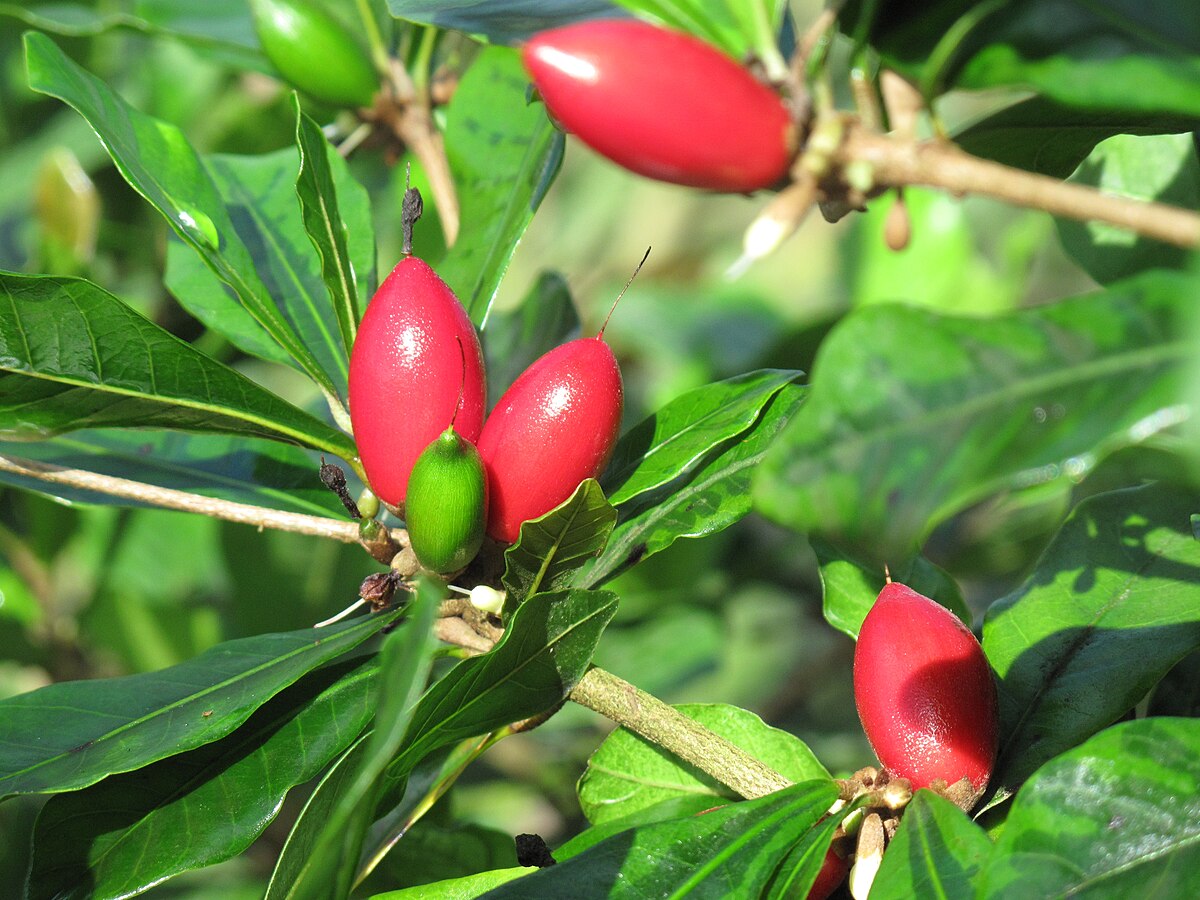 Synsepalum dulcificum