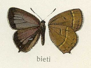<i>Esakiozephyrus bieti</i> Species of butterfly