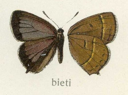 Esakiozephyrus bieti