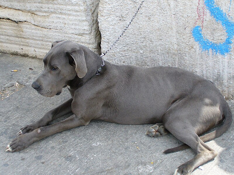 File:Big blue dog on a leash (Acre, Israel, 2007).jpg