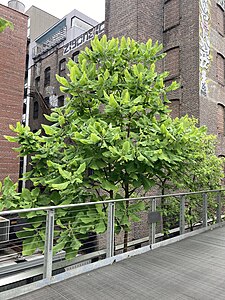 BigleafMagnoliaHighline.jpg