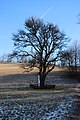Deutsch: Hinter dem Baum am Frotzenberg in Sulz im Wienerwald versteckt sich ein Bildstock