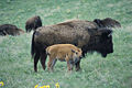 Bison Cow and Calf.jpg