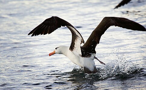 A black-browed albatross