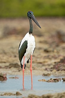 Black-necked Stork -112 Nightcliff.jpg