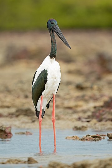 Black-necked stork