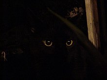 Cat eyes stand out Black cat in the dark.jpg