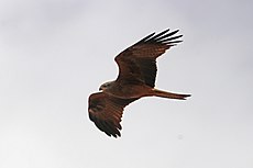 Black kite (Milvus migrans migrans) in flight.jpg