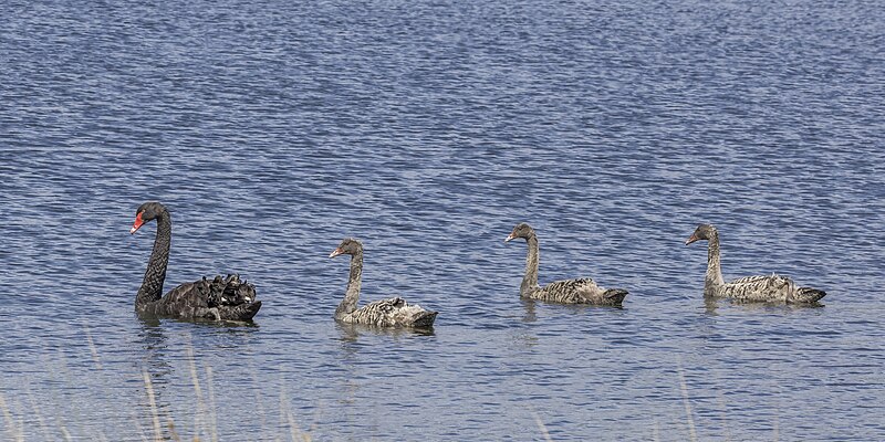 File:Black swan (Cygnus atratus) with cygnets Scottsdale.jpg