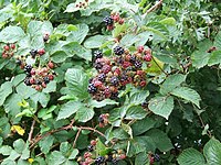 Blackberries, Fovant Down - geograph.org.uk - 1452011.jpg