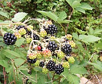 Blackberries are a source of polyphenols. Blackberry fruits10.jpg