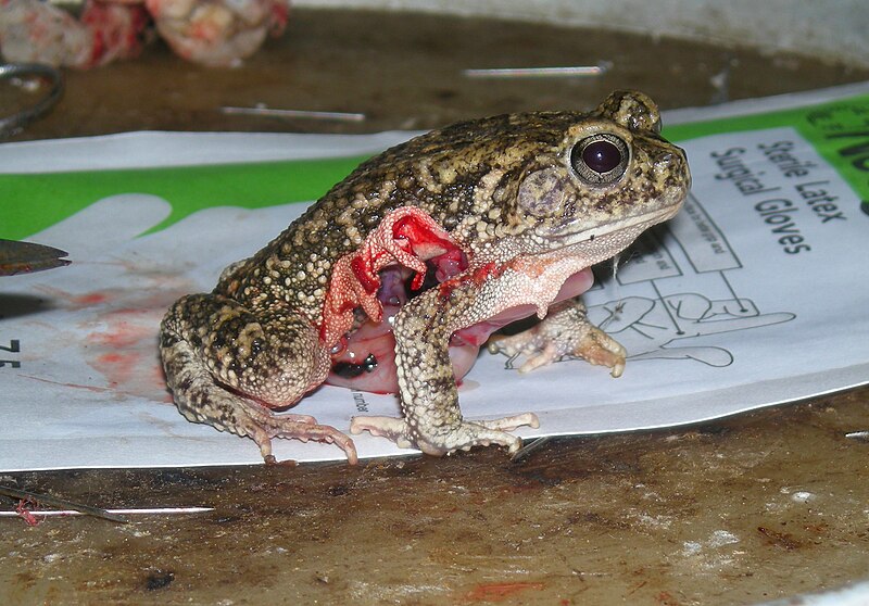 File:Bloody frog higher res.jpg