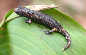 Beschrijving van de afbeelding Bolitoglossa dofleini.jpg.