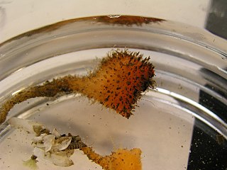 <i>Boltenia villosa</i> Species of sea squirt