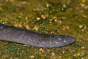 A Bombay caecilian head.jpg kép leírása.