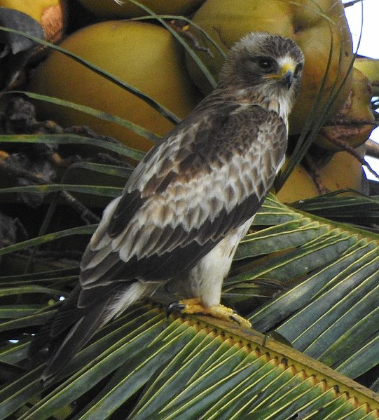 File:Booted eagle 3.jpg