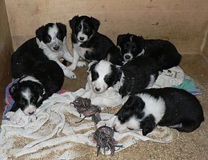 Border Collie