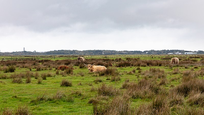 File:Borkum, Oostlandje Süddünen -- 2020 -- 2779.jpg